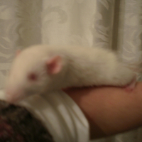Photo de profil de Mélusine