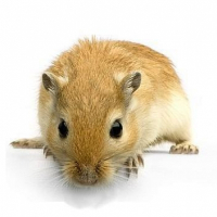 Photo de profil de Chip's