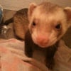 Photo de Orion, Furet