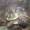 Photo de Indiana et papaille, Tortue