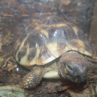Photo de profil de Indiana et papaille