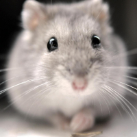 Photo de profil de Hamtaro