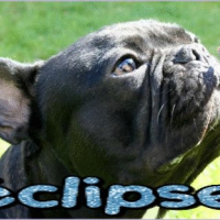 Photo de profil de Eclipse