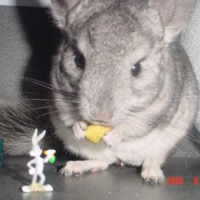 Photo de profil de Stich