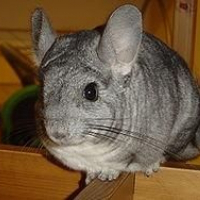 Photo de profil de Lilo
