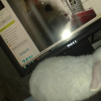 Photo de profil de Box bunny