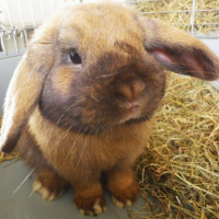Photo de profil de Salomé