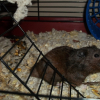 Photo de Biscuit