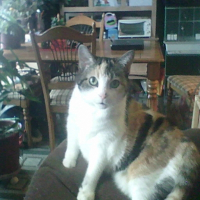 Photo de profil de Cowlie