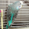 Photo de Blue bird