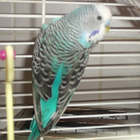 Photo de profil de Blue bird