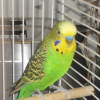 Photo de Touci-touki