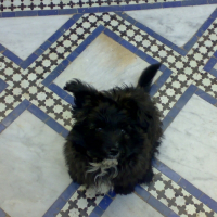 Photo de profil de Timon