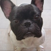 Photo de profil de Mikado