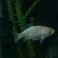 Photo de profil de Orangade