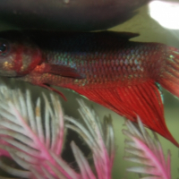 Photo de profil de Arc-en-ciel