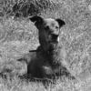 Photo de Uria