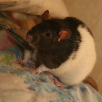 Photo de profil de Réglisse