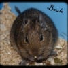 Photo de Boule, Octodon