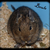 Photo de profil de Boule