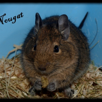 Photo de profil de Nougat