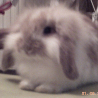Photo de profil de Tac