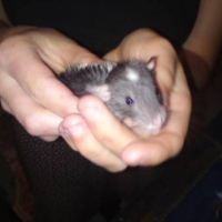 Photo de profil de Rats à placer