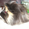 Photo de Peluche