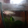 Photo de Ghost