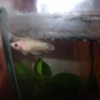 Photo de profil de Ghost