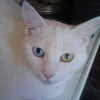 Photo de Kitty, Européen