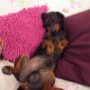 Photo de Choupinou