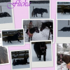 Photo de Flicka