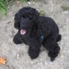 Photo de Jeff, Caniche
