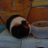 Photo de profil de Hakunamatata