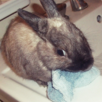 Photo de profil de Choupette