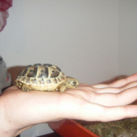 Photo de profil de Tamago