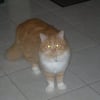 Photo de Fripon