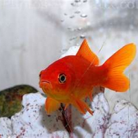Photo de profil de Bubul