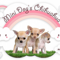 Photo de profil de Mini dog's chihuahua