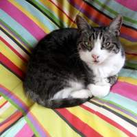 Photo de profil de Pastis