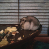 Photo de Sandy, Hamster
