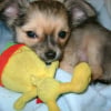 Photo de Filou