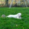 Photo de Falko, Dogue Argentin