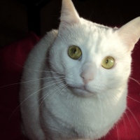 Photo de profil de Minoune