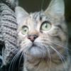 Photo de Fina