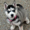 Photo de Nikkita, Husky Sibérien