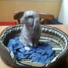 Photo de Gribouille, Lapin