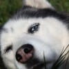 Photo de Balto , Husky Sibérien