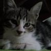 Photo de Kitty